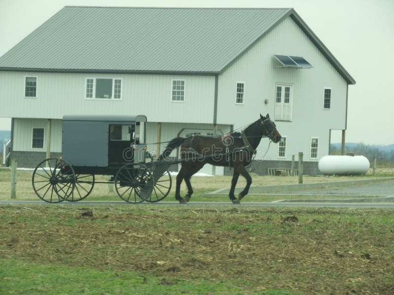 Cochecillo conducido caballo de Amish fotografía de archivo Cochecillo conducido caballo de Amish fotografía de archivo