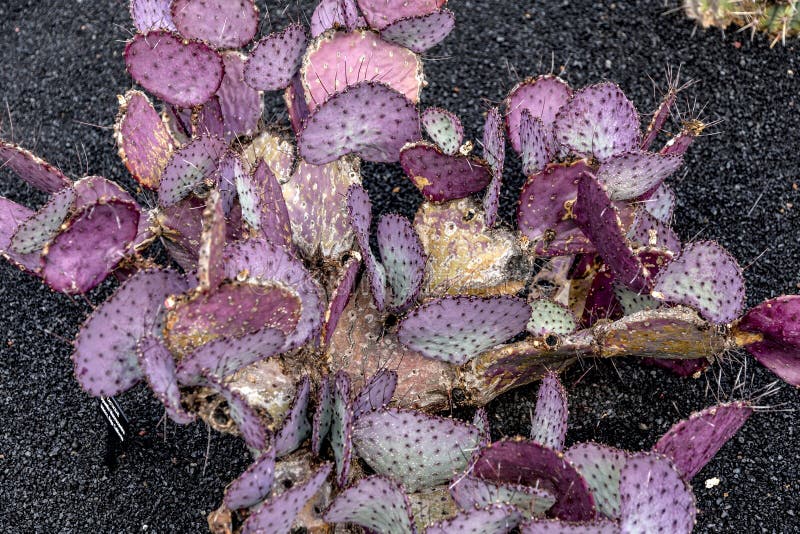 Cochenille Mealy Bugs on Cacti Stock Image Image of arid, spine 51398925