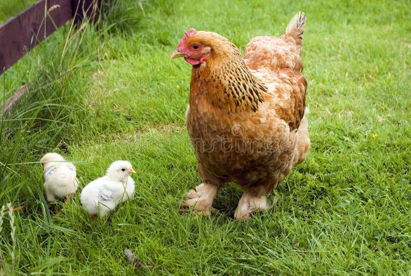 Criar de gallinas cachorros.