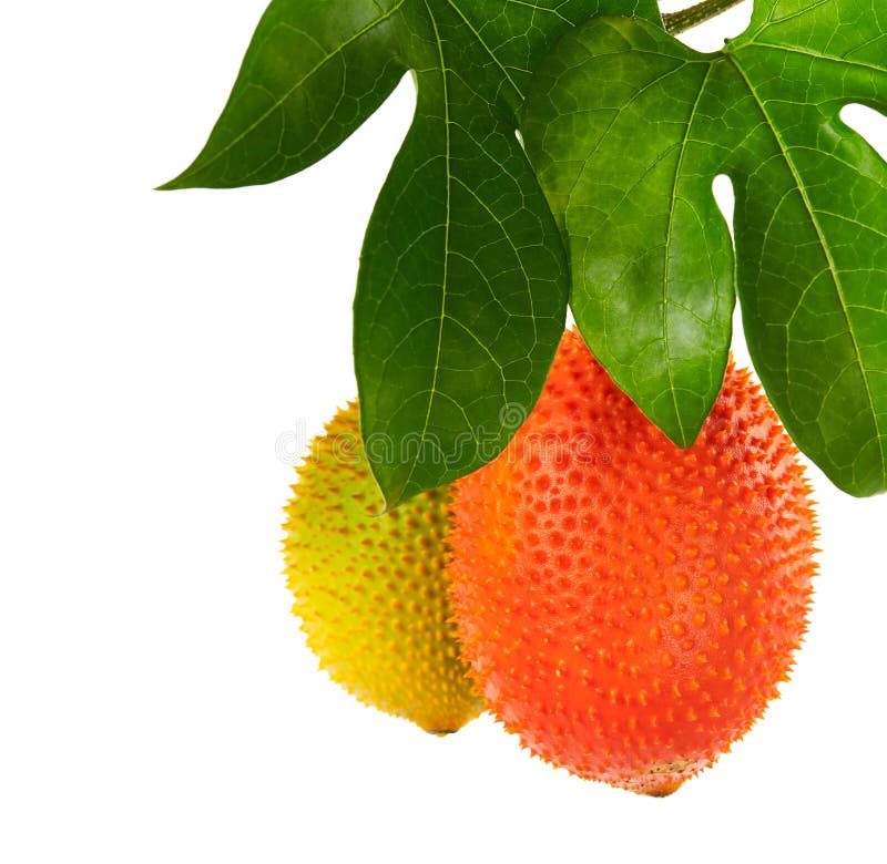 Cochinchinensis de Momordica de Gac avec les feuilles, le fruit de Gac ou le jacquier de bébé d'isolement sur le fond blanc avec photos stock Cochinchinensis de Momordica de Gac avec les feuilles, le fruit de Gac ou le jacquier de bébé d'isolement sur le fond blanc avec photos stock