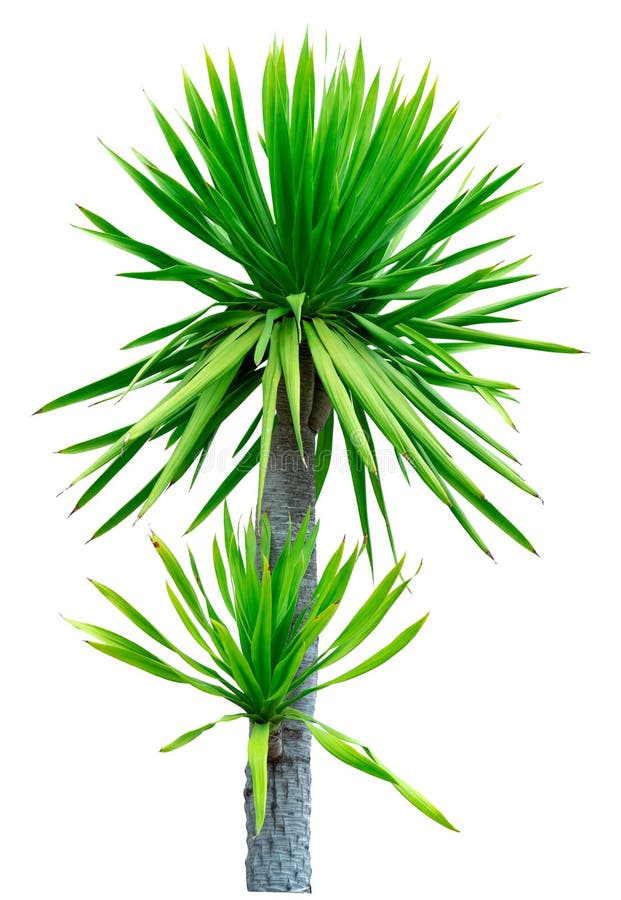 Cochinchinensis Dracaena που απομονώνεται στο άσπρο υπόβαθρο πράσινο δέντρο φύλλων Διακοσμητικές εγκαταστάσεις για τη διακόσμηση στοκ εικόνες Cochinchinensis Dracaena που απομονώνεται στο άσπρο υπόβαθρο πράσινο δέντρο φύλλων Διακοσμητικές εγκαταστάσεις για τη διακόσμηση στοκ εικόνες