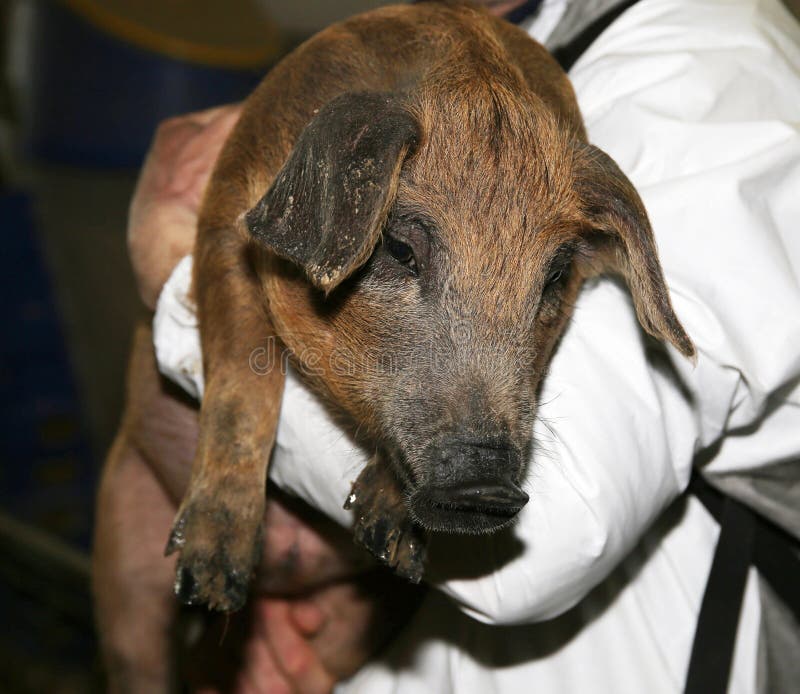 Cochinillo viejo del mangalica de las pocas semanas hermosas que pone en los brazos de un criador desconocido foto de archivo Cochinillo viejo del mangalica de las pocas semanas hermosas que pone en los brazos de un criador desconocido foto de archivo