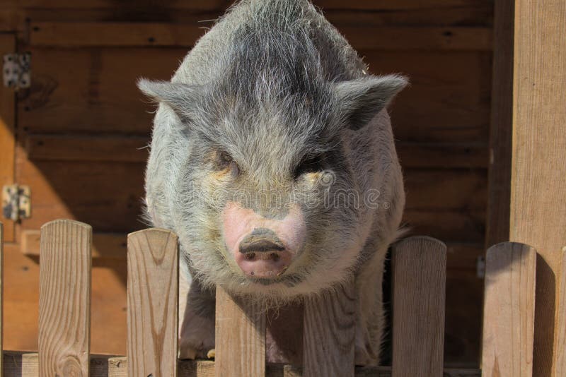 Le cochon vietnamien ou cochon ventru - Photos Futura