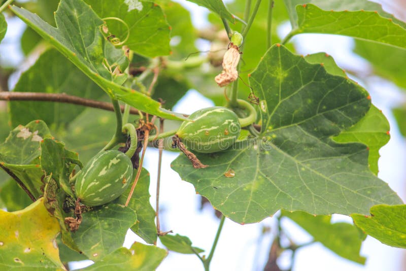 Cocina or ivy gourd at my garden. Green vegetables are used widely in indian cuisines for delicious dishes and culinary art