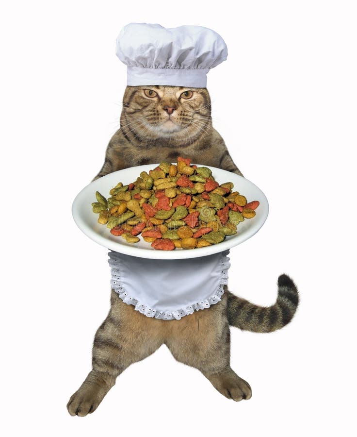 Cocinero del gato con la alimentación seca imágenes de archivo libres de regalías Cocinero del gato con la alimentación seca imágenes de archivo libres de regalías
