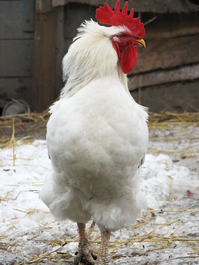 in the farm, rooster