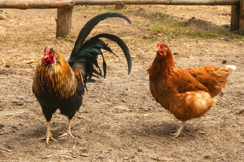 and hen stock image and hen stock image