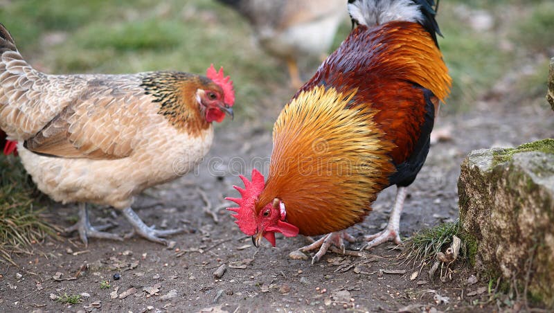 With The Red Crest And The Hen On The Farm Stock Image 