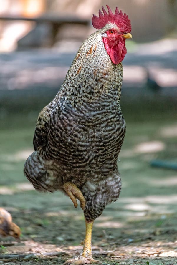 A Cock