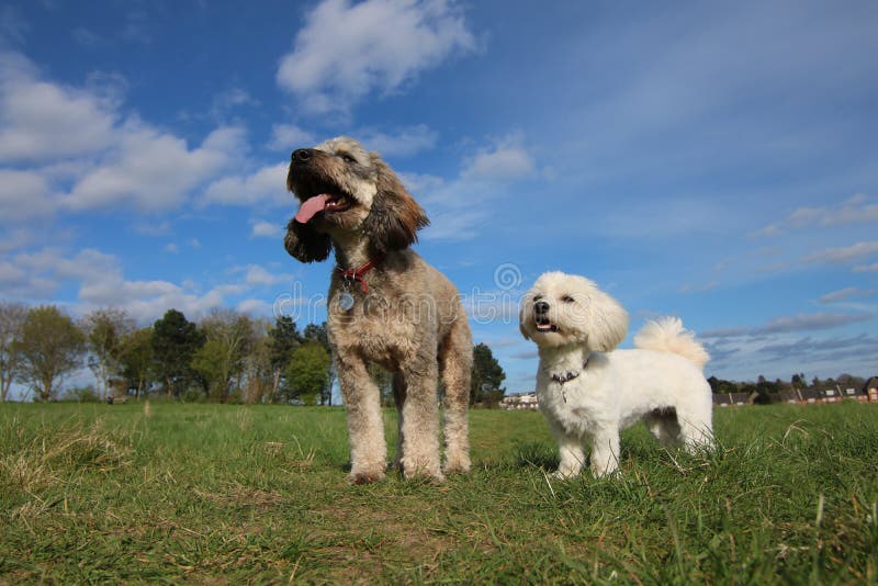 Cockapoo en havanese honden stock fotografie Cockapoo en havanese honden stock fotografie