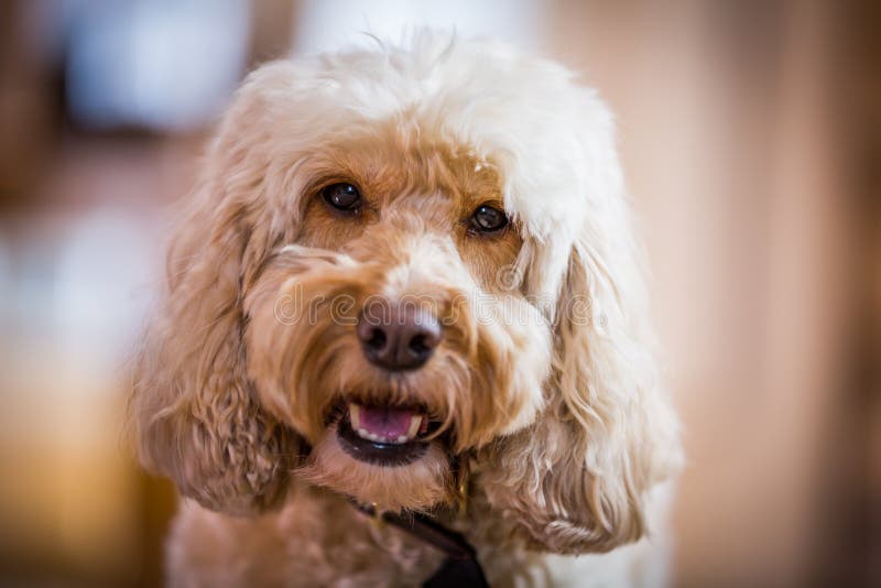 Cockapoo on sofa looking around living room