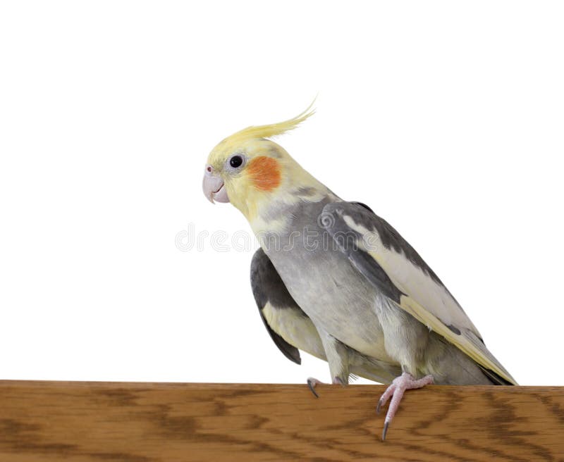 Cockatiel imagem de stock Cockatiel imagem de stock