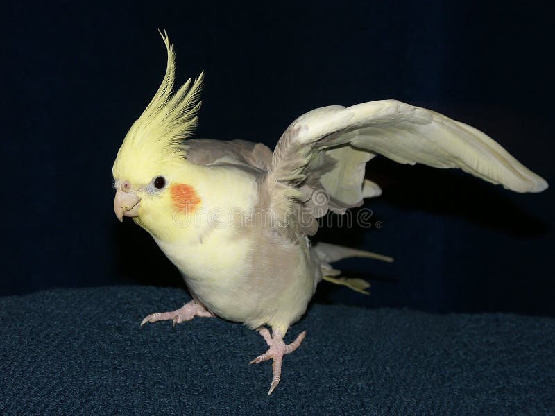 Cockatiel imagens de stock Cockatiel imagens de stock