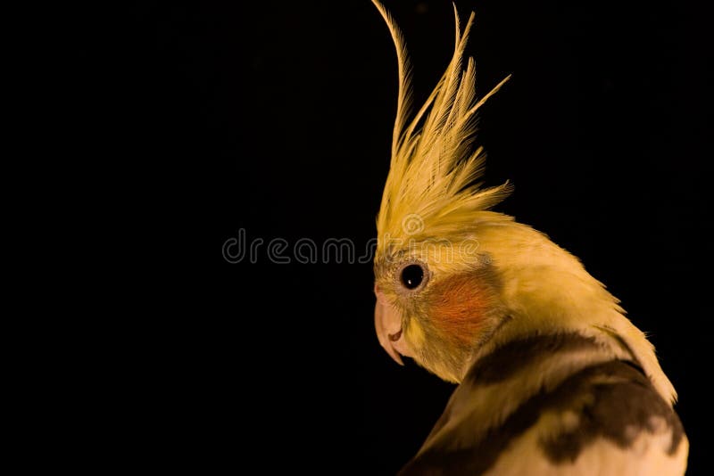 Cockatiel amarillo cheap