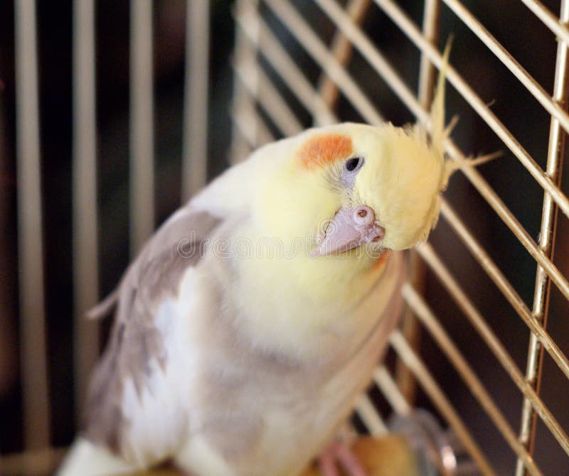 Cockatiel bird in a cage stock image. Image of expressive 10611955