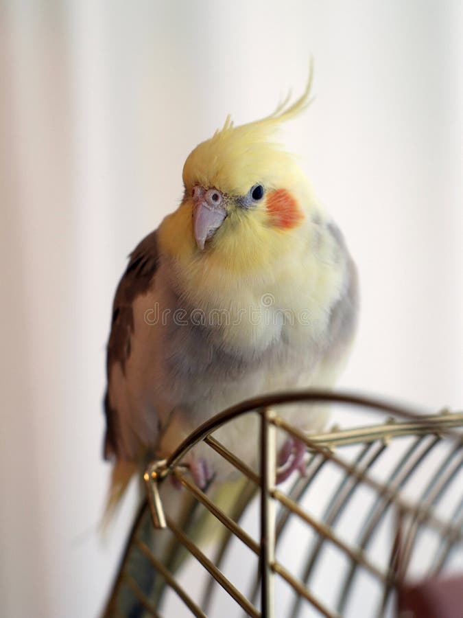 Cockatiel bird on a cage stock photo. Image of escape 6605008