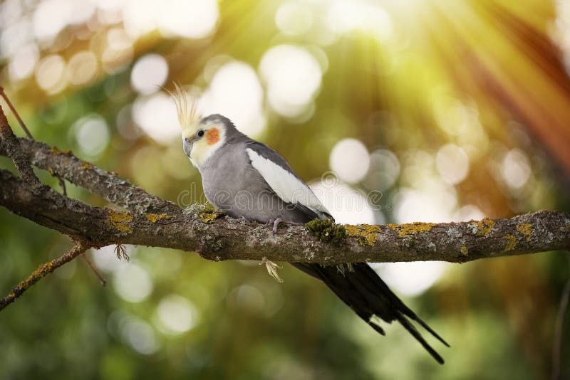 Cockatiel bird on a tree branch.