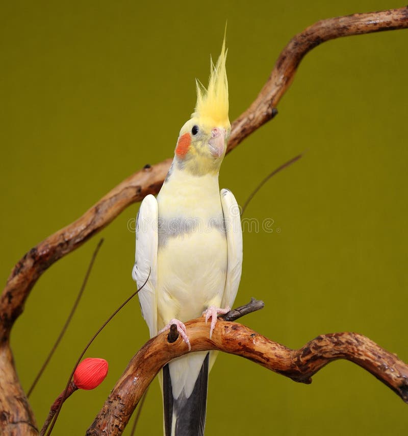 Cockatiel stock image. Image of tropical, cockatiel, brown 48859159