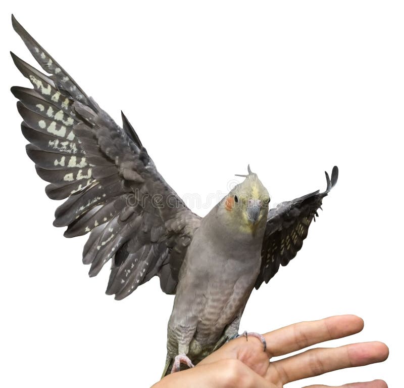 Cockatiel Flying stock image. Image of feather, hand 42437109