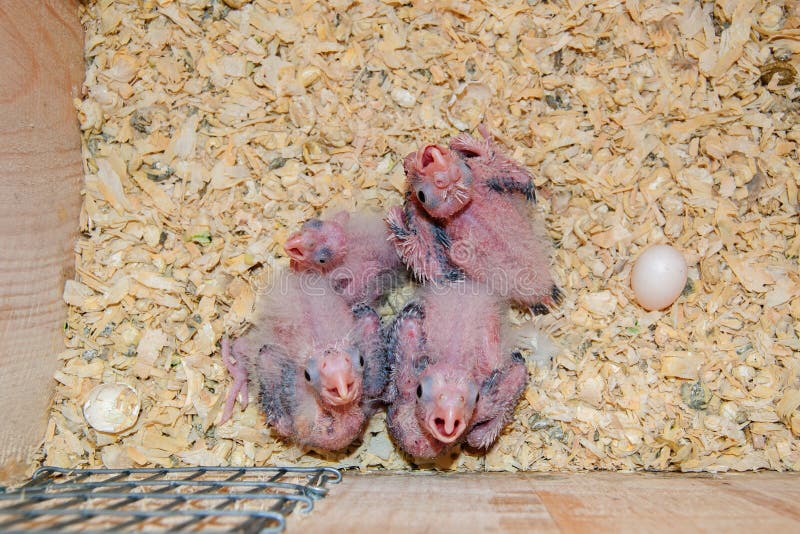 Cockatiel hatchlings stock photography