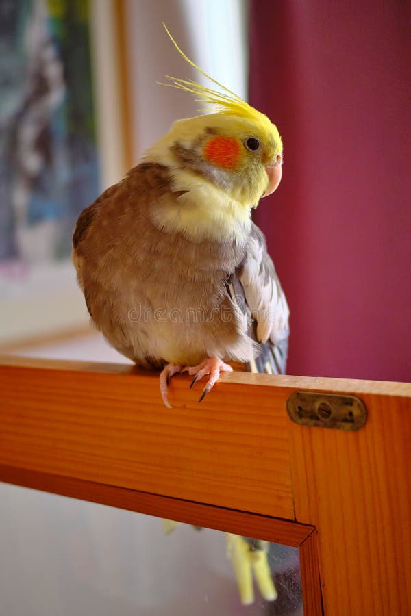 Cockatiel stock image. Image of finch, outside, parakeet 274393143