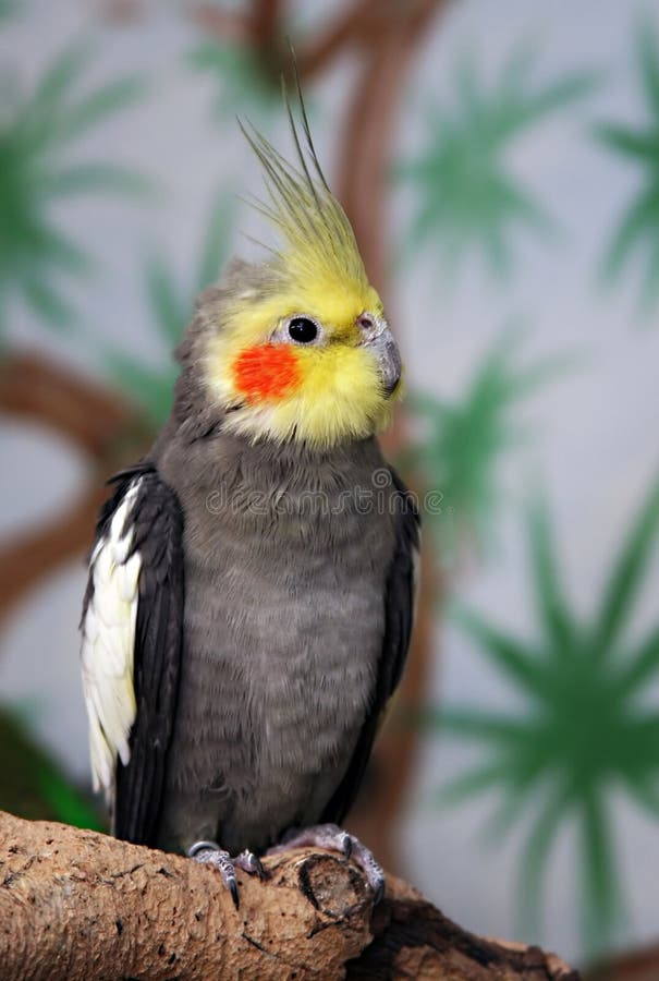 cockatiel αρσενικό στοκ εικόνες cockatiel αρσενικό στοκ εικόνες