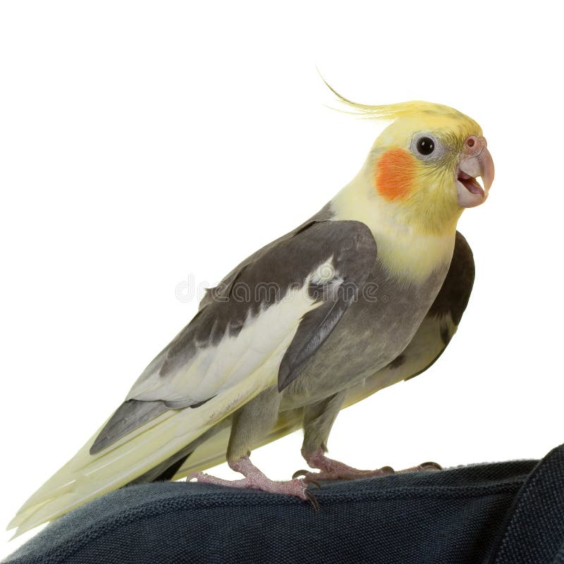 cockatiel γεια cockatiel γεια