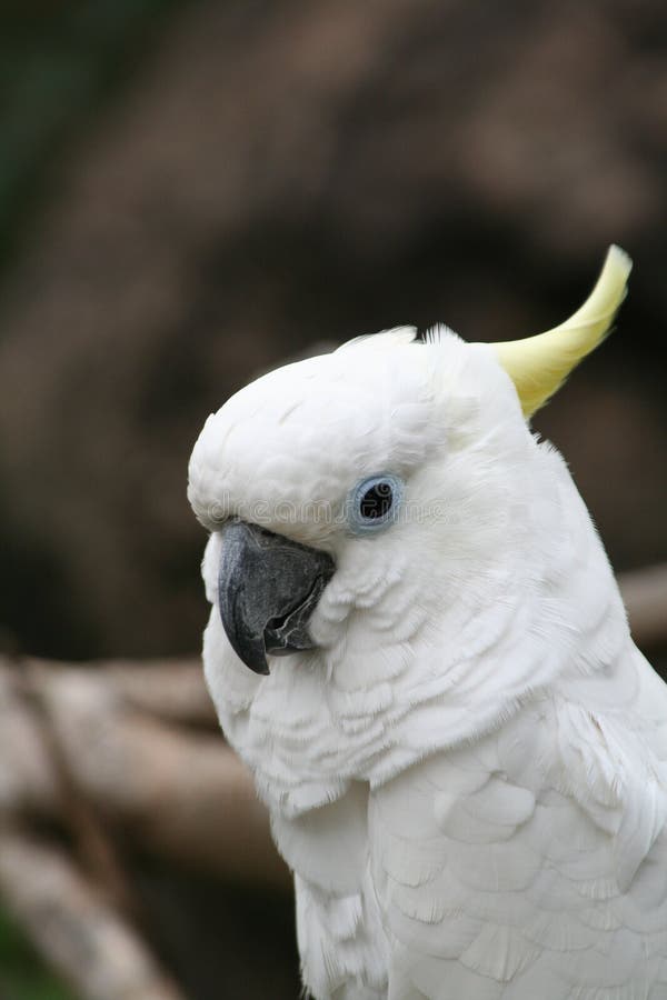 Cockatoo