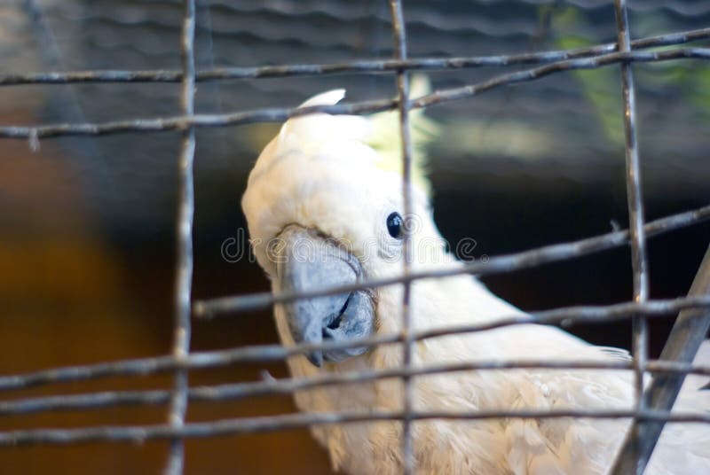 Cockatoo in cage stock image. Image of family, aves, galerita 12107395