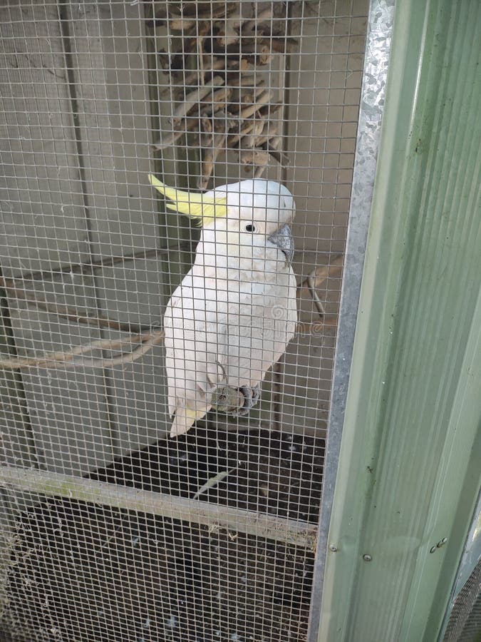 Cockatoo in cage stock photo. Image of iron, beak, mammal 251567320