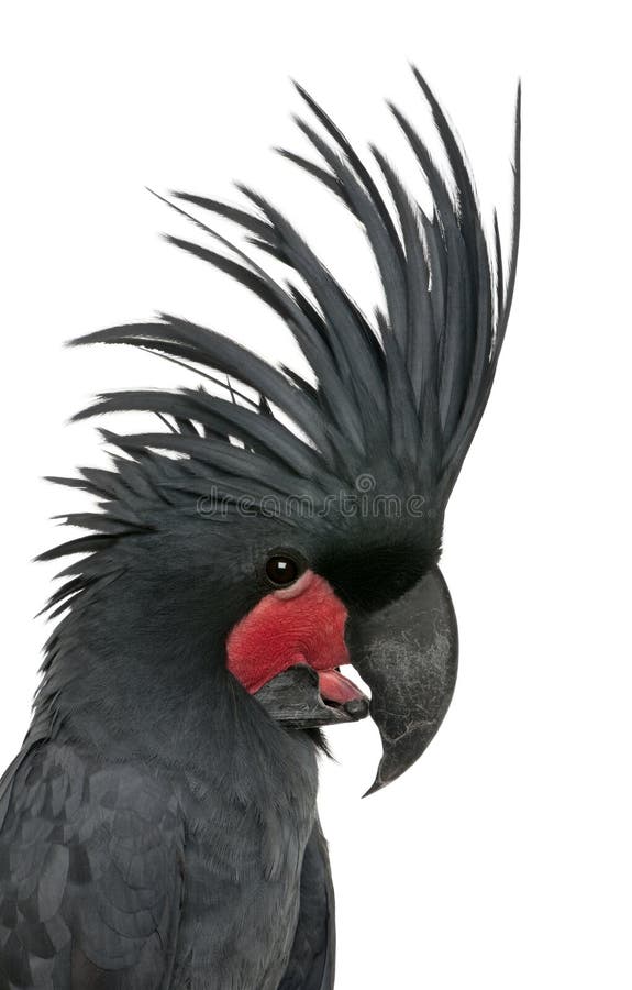Cockatoo de la palma, aterrimus de Probosciger fotografía de archivo libre de regalías Cockatoo de la palma, aterrimus de Probosciger fotografía de archivo libre de regalías