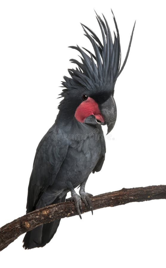 Cockatoo della palma, aterrimus di Probosciger immagine stock Cockatoo della palma, aterrimus di Probosciger immagine stock
