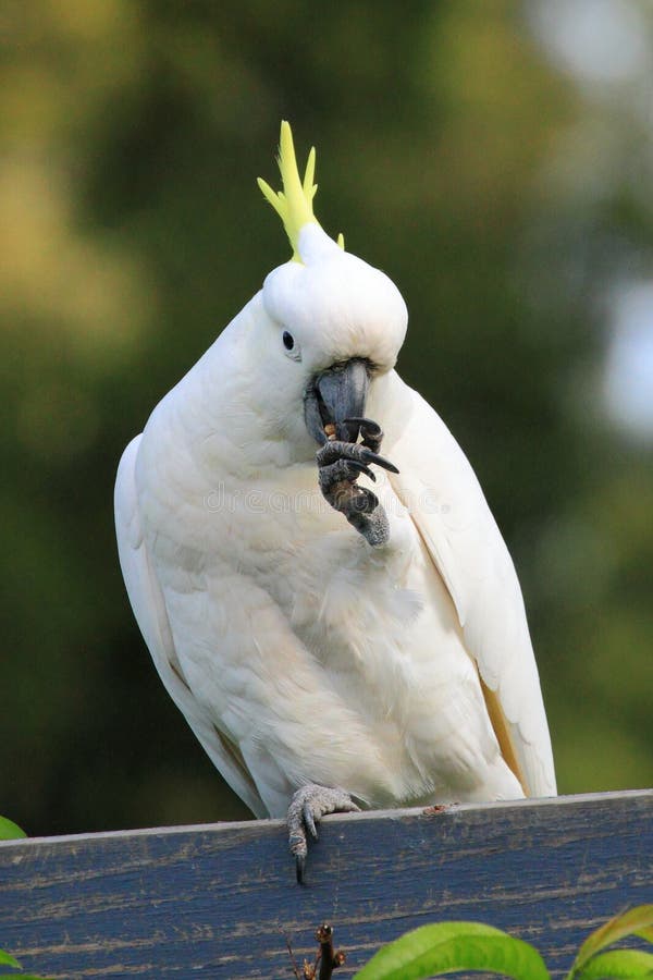 how to stop cockatoos from eating plants