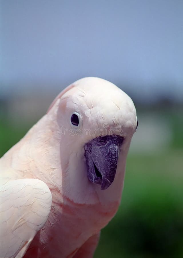 Download Cockatoo moluquois photo stock. Image du rose, faune, cockatoo - 76138