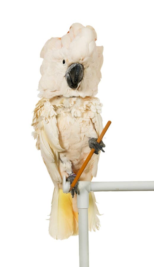 Cockatoo moluquois avec un crayon photo libre de droits Cockatoo moluquois avec un crayon photo libre de droits