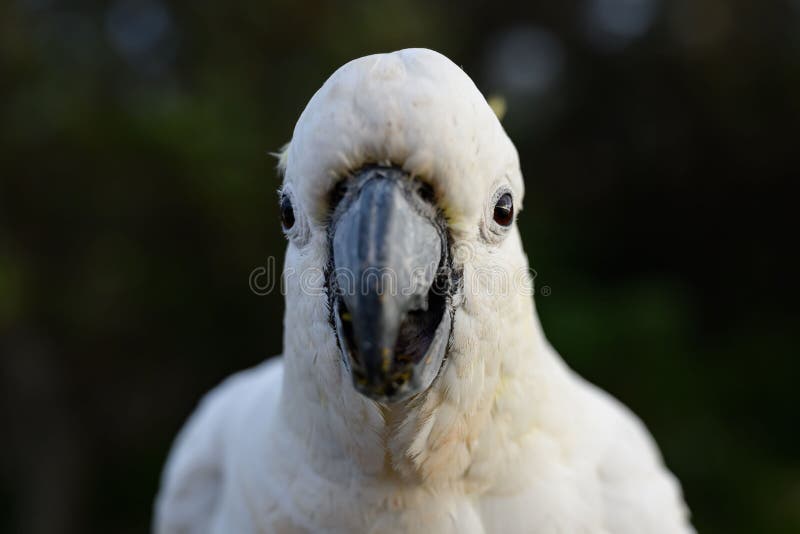 Cockatoo nära i tältduva royaltyfri foto