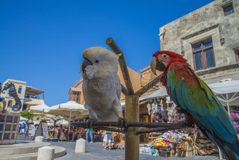 Cockatoo and Parrot in the Old of Rhodes Editorial Stock Image - Image of aramacao, 33791199