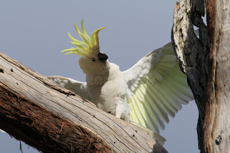 palm tree cockatoo palm tree cockatoo