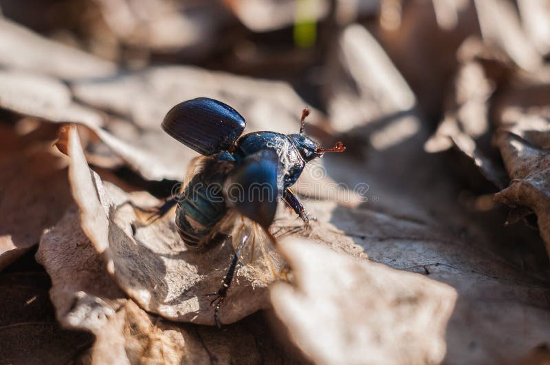 Cockchafer lizenzfreies stockfoto
