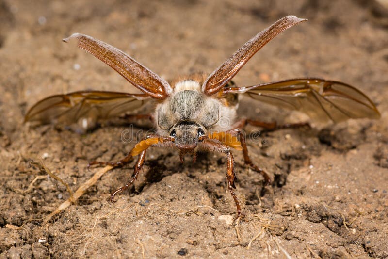 Cockchafer (Melolontha melolontha) at take off, head on