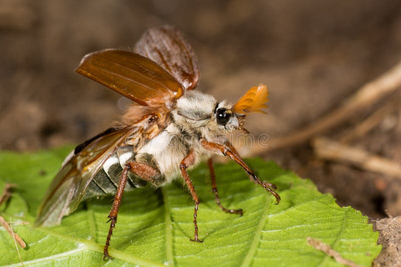 Cockchafer (Melolontha melolontha) about to take flight