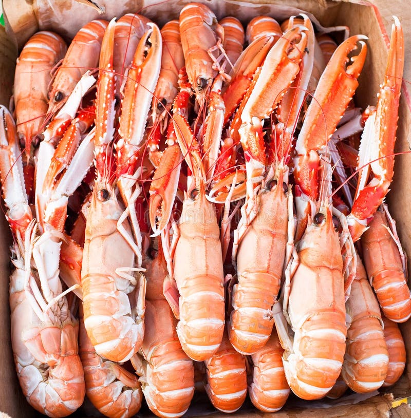 Cocked langoustine ready to eat