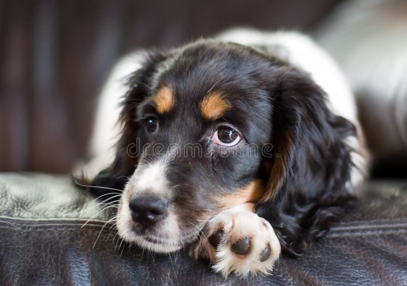 A black and white puppy Cocker lying on a black leather sofa