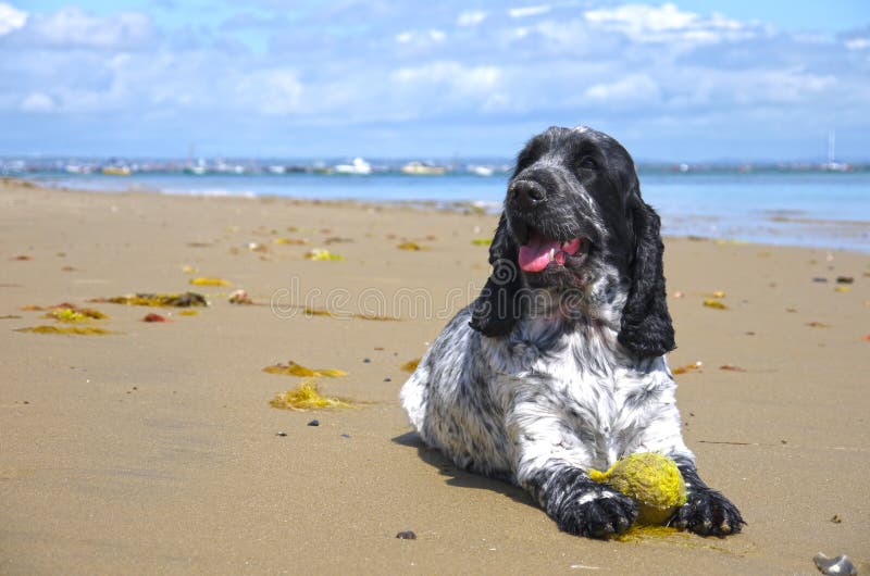 Cocker anglais sur la plage images libres de droits Cocker anglais sur la plage images libres de droits