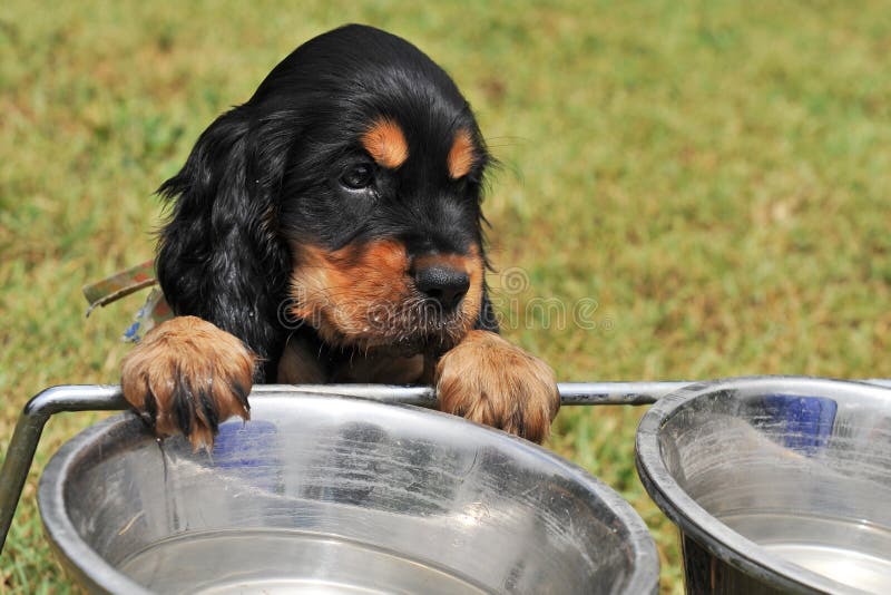 Cocker de l'anglais de chiot image stock Cocker de l'anglais de chiot image stock