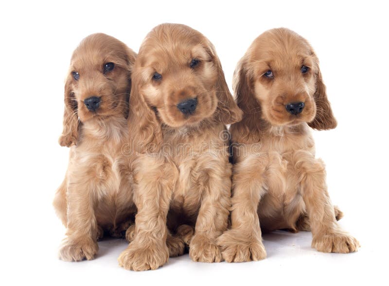 Cocker di inglese dei cuccioli fotografie stock Cocker di inglese dei cuccioli fotografie stock