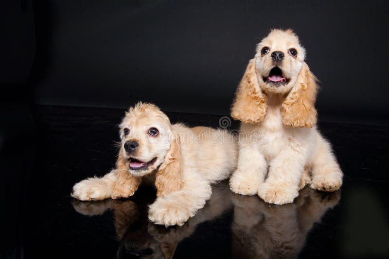 Cocker Puppies