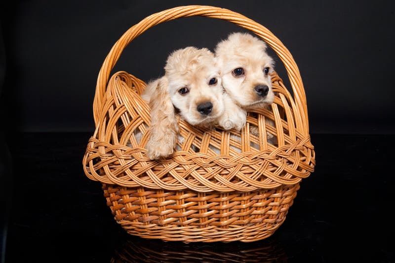 Cocker Puppies