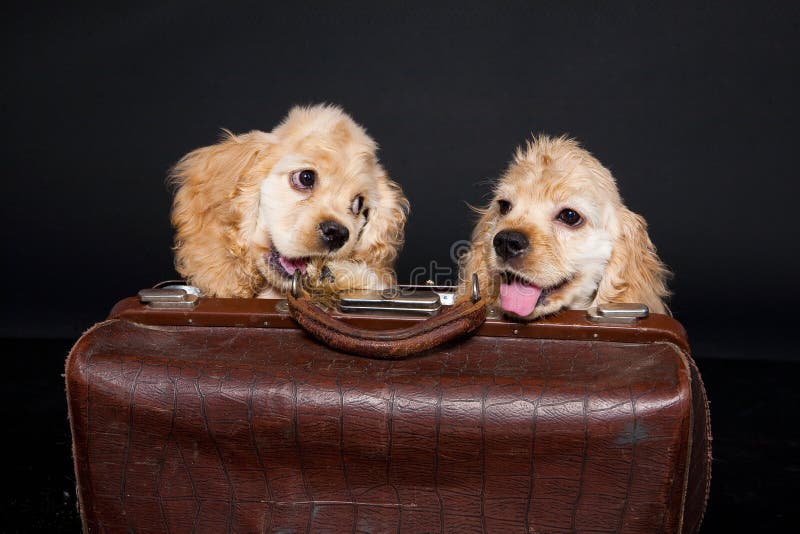 Cocker Puppies