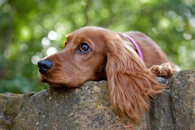 Triste dolce bambino viziato spagnolo sul parete.